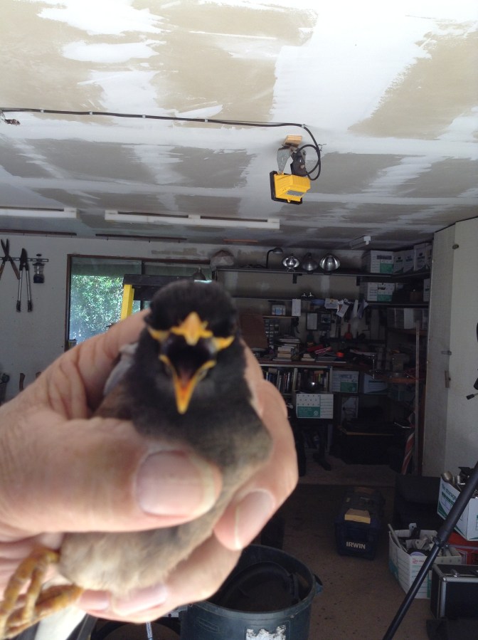 The bird who knows all #FridayFictioneers